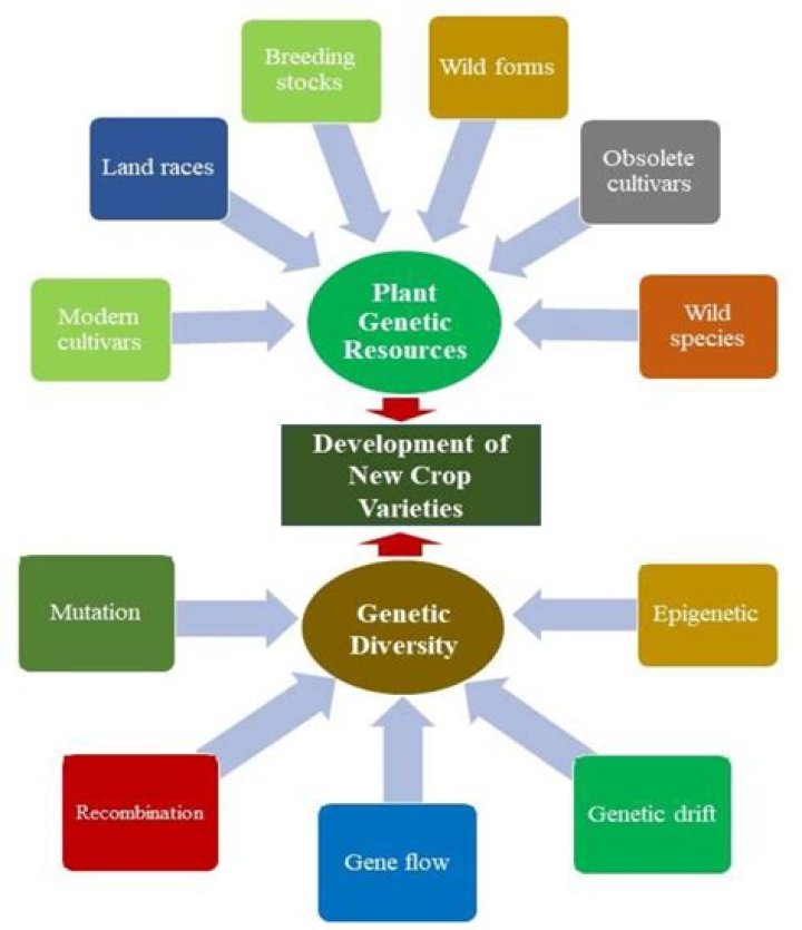 A Journey Of Genetics And Athletics