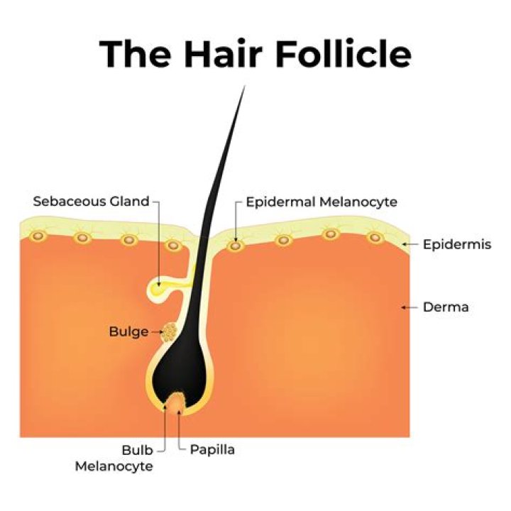 Explore The Science Of Follicle Stimulating Shampoos
