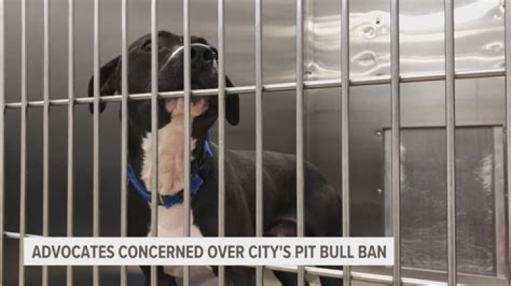Uncover The Truth: Bethany Stevens Pitbull Incident