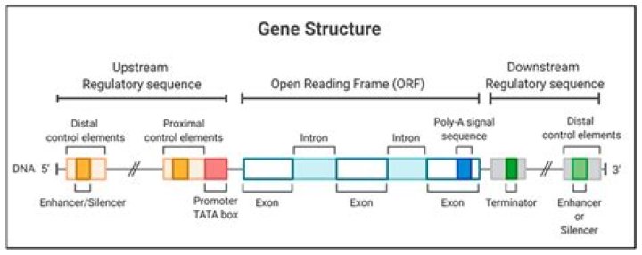 Unveiling The Secrets Of The Genome With Samantha Lawrence Lisa Robertson
